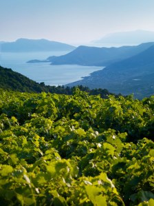 Samos-vineyards-vertical